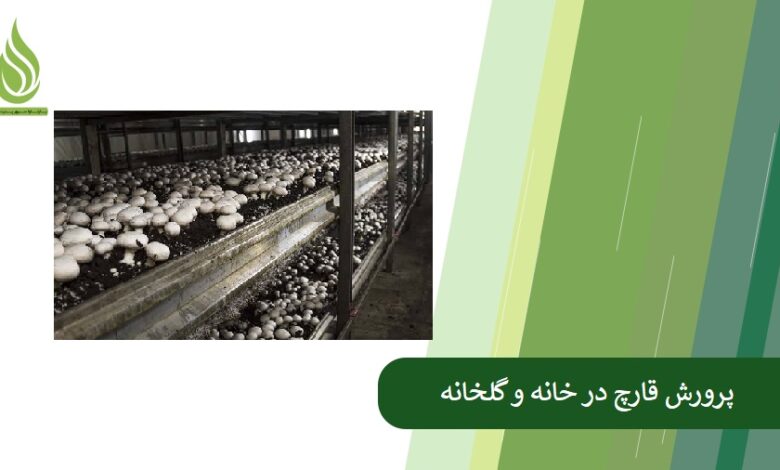 تصویر هر آنچه باید در رابطه با پرورش قارچ در خانه و گلخانه بدانید!