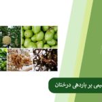 Climate change and tree fruiting