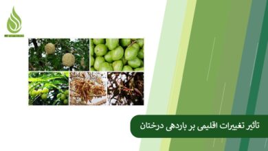 تصویر تأثیر تغییرات اقلیمی بر باردهی درختان میوه و راهکارها