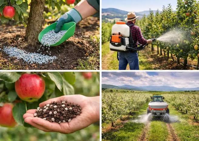 Fertilizer to increase fruit sweetness