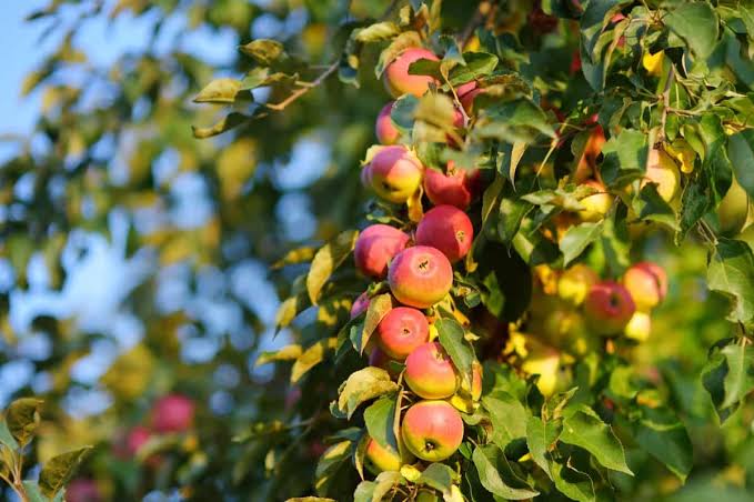 Fertilizer to increase fruit sweetness