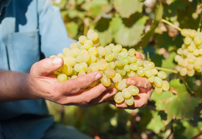 Fertilizer to increase fruit sweetness