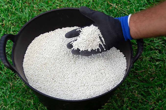 Plum fertilization