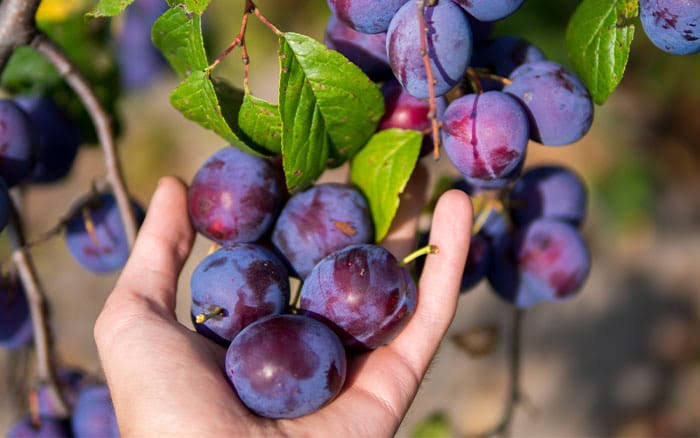 Plum fertilization