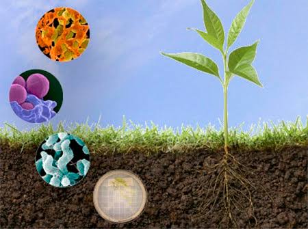 Biological and microbial fertilizer