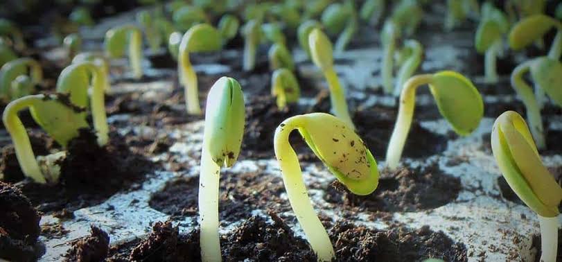 Biological and microbial fertilizer
