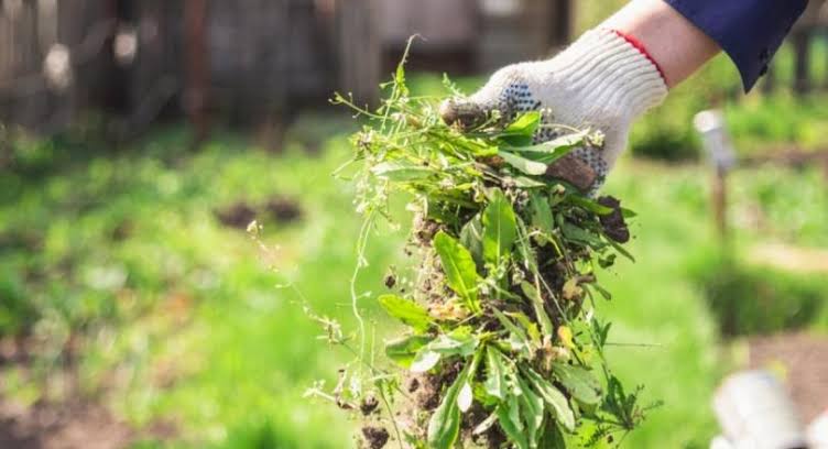 Weed management