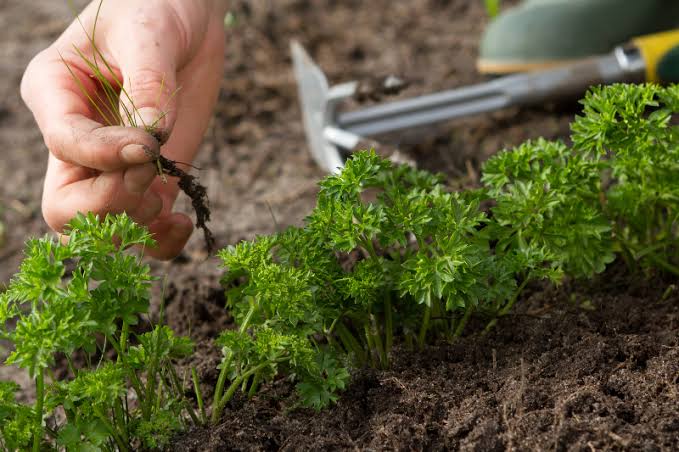 Weed management