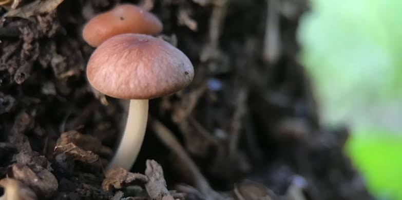 Growing mushrooms at home and in the greenhouse
