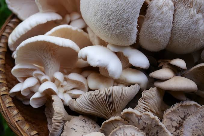 Growing mushrooms at home and in the greenhouse