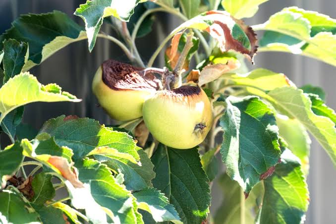 Climate change and tree fruiting