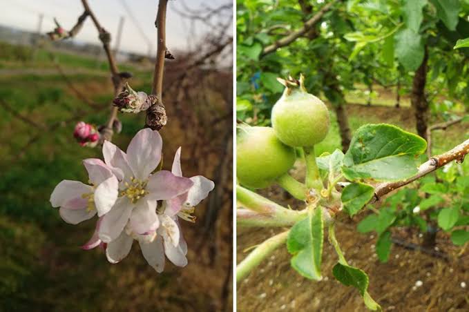 Climate change and tree fruiting