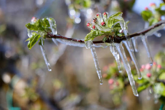 Climate change and tree fruiting