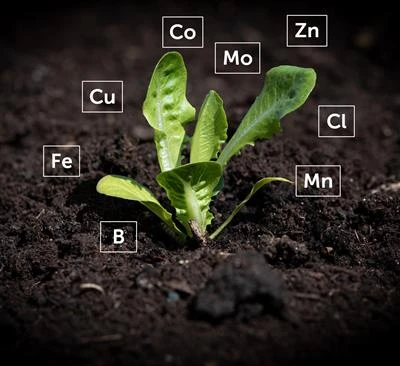 Diagnosis and treatment of micro-element deficiencies