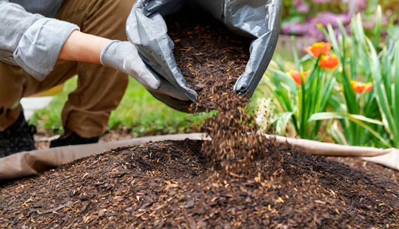 Use of mulch