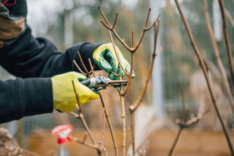 Best time to prune
