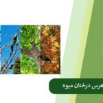 بهترین زمان هرس درختان میوه و تأثیر آن بر تغذیه