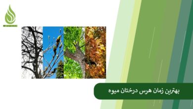 تصویر بهترین زمان هرس درختان میوه و تأثیر آن بر تغذیه