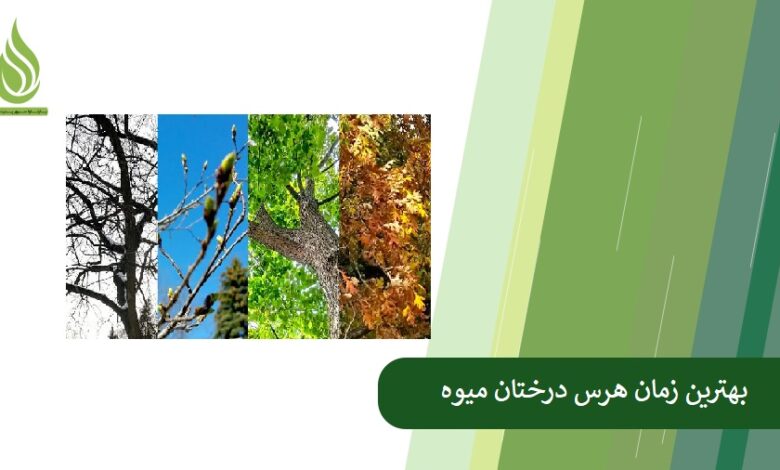 تصویر بهترین زمان هرس درختان میوه و تأثیر آن بر تغذیه