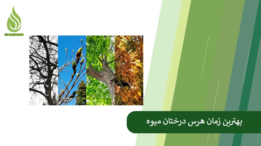 بهترین زمان هرس درختان میوه و تأثیر آن بر تغذیه