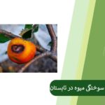 آفتاب سوختگی میوه