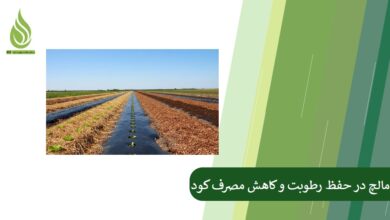 تصویر استفاده از مالچ در حفظ رطوبت و کاهش مصرف کود
