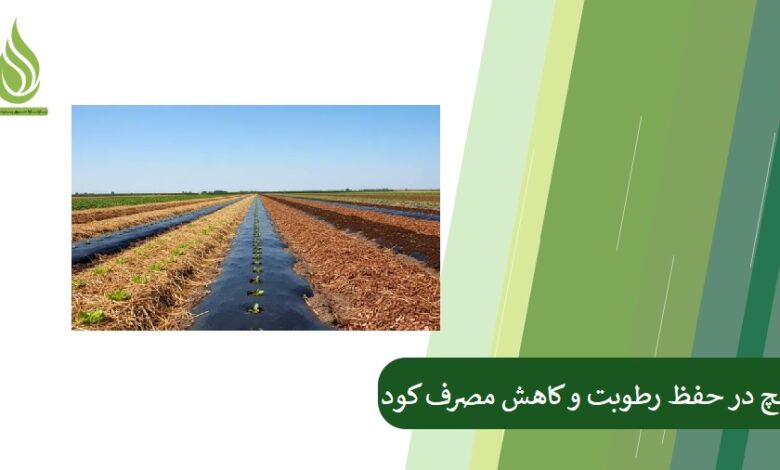 تصویر استفاده از مالچ در حفظ رطوبت و کاهش مصرف کود