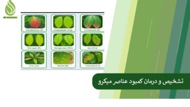 تصویر تشخیص و درمان کمبود عناصر میکرو (آهن، روی، بور)