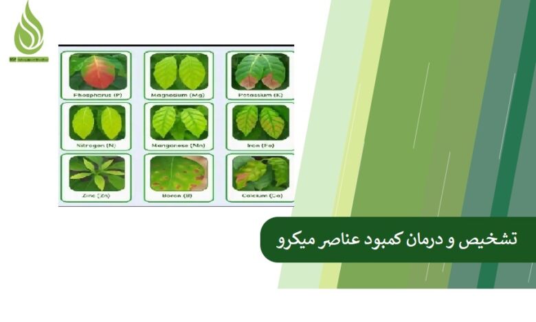 تصویر تشخیص و درمان کمبود عناصر میکرو (آهن، روی، بور)