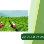 Proper Fertilization for Tea in Northern Iran