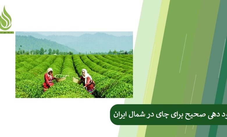 تصویر کود دهی صحیح برای چای در شمال ایران