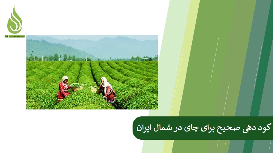 Proper Fertilization for Tea in Northern Iran