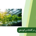 The effect of artificial light in the greenhouse