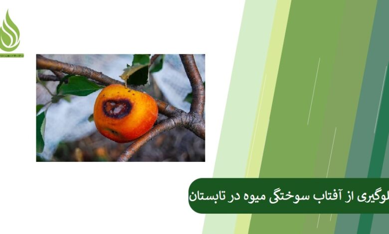 تصویر روش های جلوگیری از آفتاب سوختگی میوه در تابستان