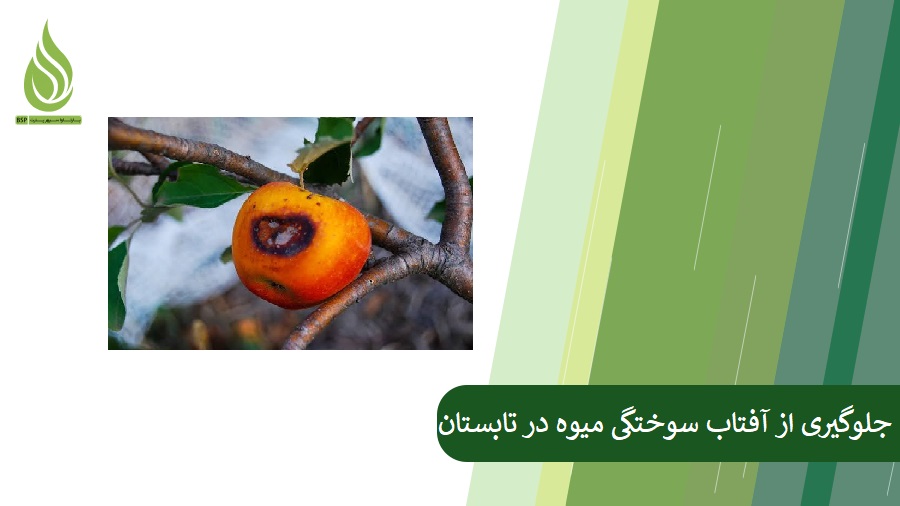 آفتاب سوختگی میوه