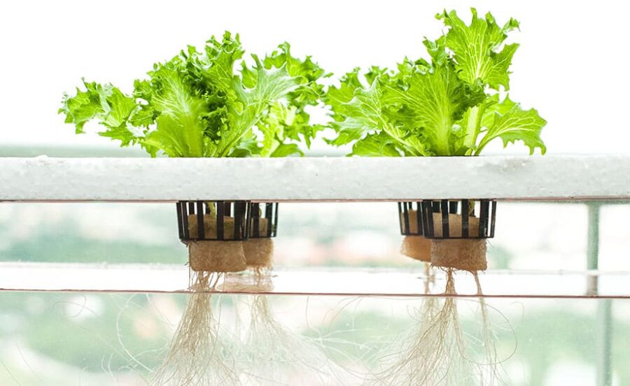 Hydroponic fertilization