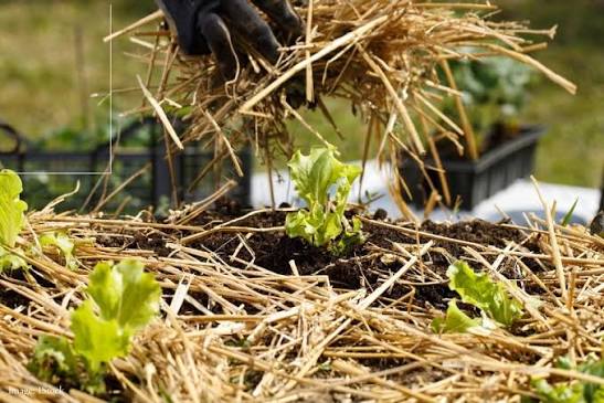 Use of mulch