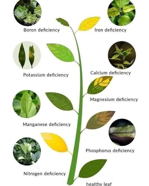 Diagnosis and treatment of micro-element deficiencies
