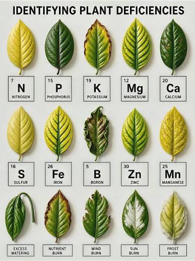Diagnosis and treatment of micro-element deficiencies