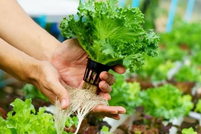 Hydroponic fertilization