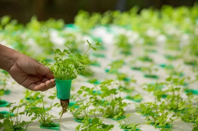 Hydroponic fertilization