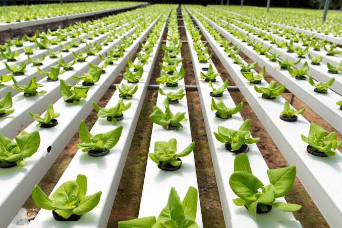 Hydroponic fertilization