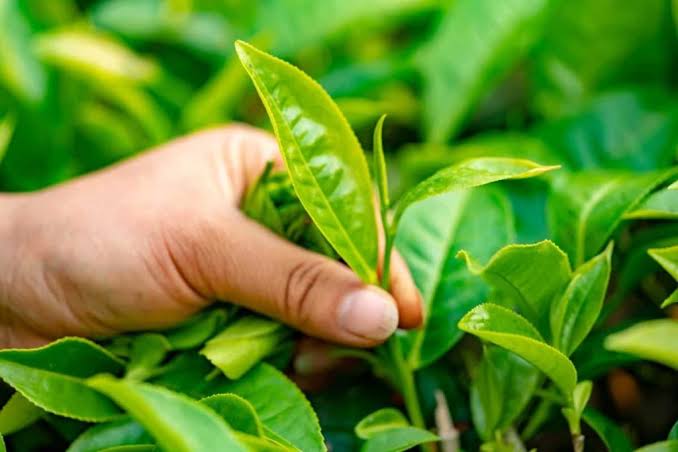 Proper Fertilization for Tea in Northern Iran