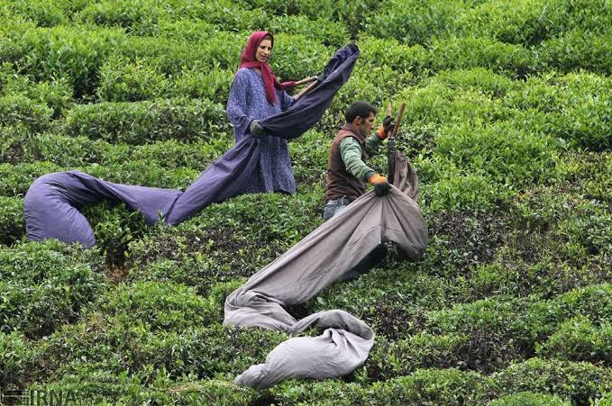 Proper Fertilization for Tea in Northern Iran