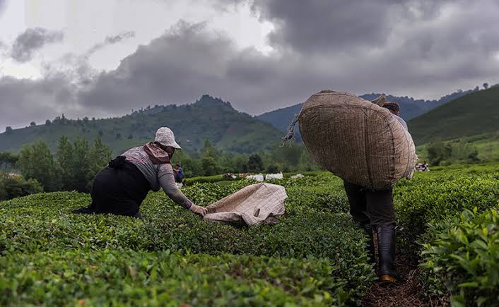 Proper Fertilization for Tea in Northern Iran