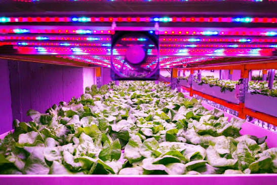 The effect of artificial light in the greenhouse