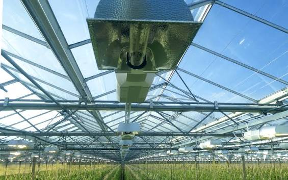 The effect of artificial light in the greenhouse