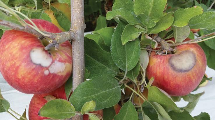 آفتاب سوختگی میوه