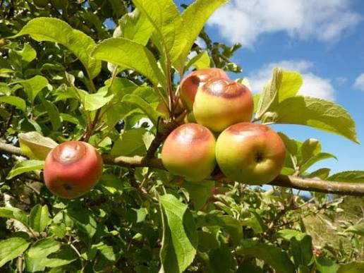 آفتاب سوختگی میوه