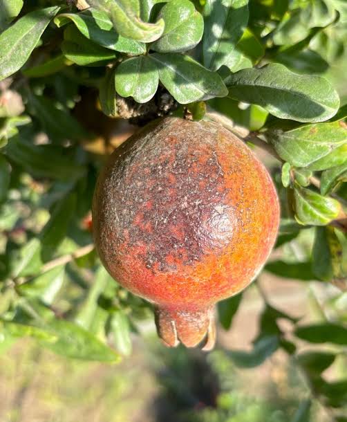 آفتاب سوختگی میوه